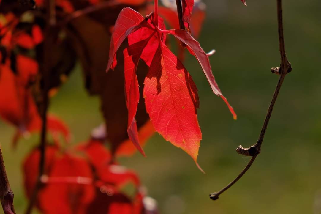 Moti me vranësira dhe reshje shiu  temperatura deri në 17 gradë