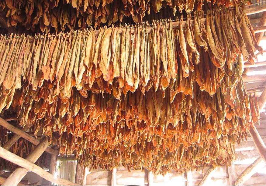 kombinati-i-prilepit-fillon-me-blerjen-e-duhanit