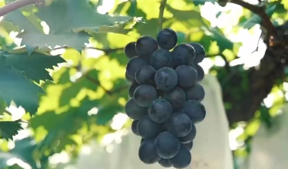 Një kalavesh i rrushit u shit 12 700 dollarë