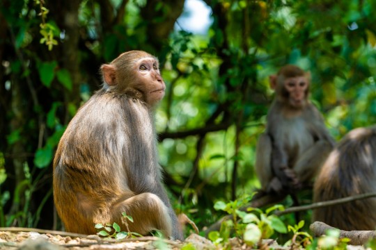 Bonobo të agresivë meshkuj tërheqin më shumë femra  tregojnë hulumtimet