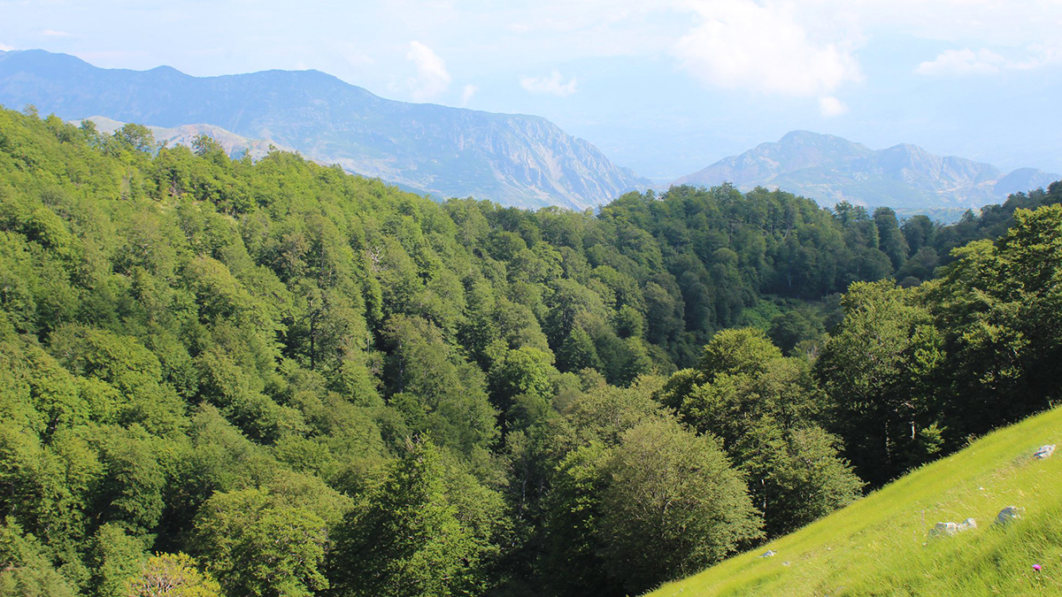 Dita Ndërkombëtare e Maleve