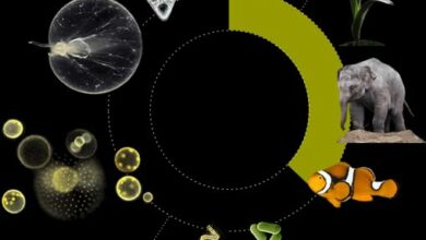 https://www.micropia.nl/en/discover/stories/microworld/