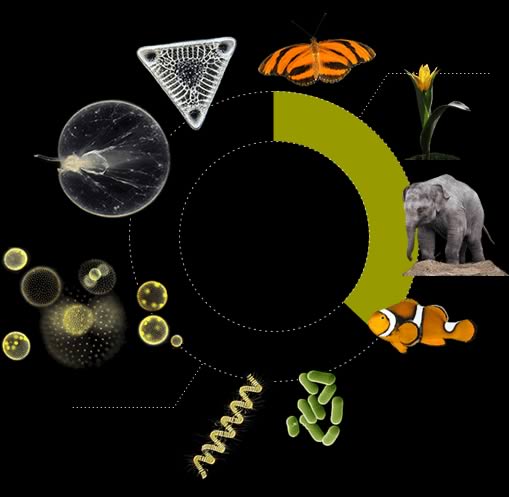 https://www.micropia.nl/en/discover/stories/microworld/