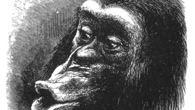 Figure 18 from Charles Darwin's The Expression of the Emotions in Man and Animals. Caption reads "Chimpanzee disappointed and sulky. Drawn from life by Mr. Wood".
