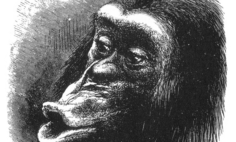 Figure 18 from Charles Darwin's The Expression of the Emotions in Man and Animals. Caption reads "Chimpanzee disappointed and sulky. Drawn from life by Mr. Wood".