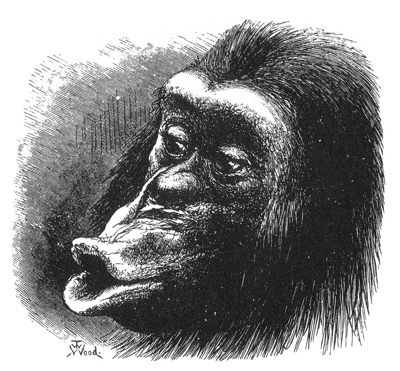 Figure 18 from Charles Darwin's The Expression of the Emotions in Man and Animals. Caption reads "Chimpanzee disappointed and sulky. Drawn from life by Mr. Wood".