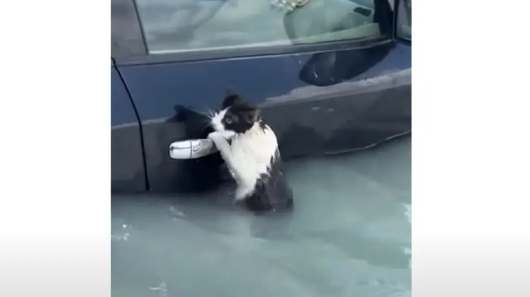 VIDEO/ Macja kapet nga doreza e makinës për t’i shpëtuar përmbytjeve në Dubai