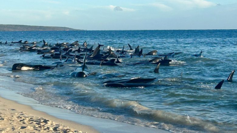 Dhjetëra balena nga 160 të bllokuara kanë ngordhur në një plazh australian