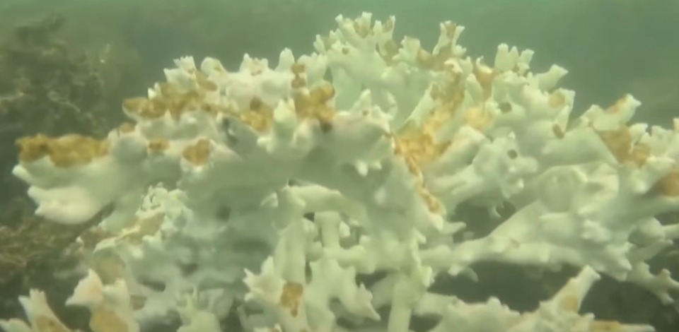 Zbardhja e katërt globale masive e koraleve është konfirmuar