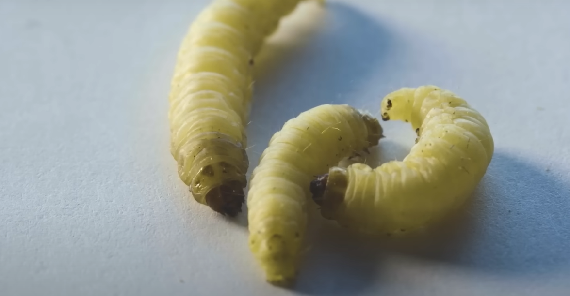 Një biolog zbuloi aksidentalisht krimba që hanë dhe shpërbëjnë plastikën