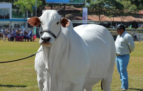 FOTO: Kjo lopë u shit për 4.8 milionë dollarë, ja çfarë e bën të veçantë