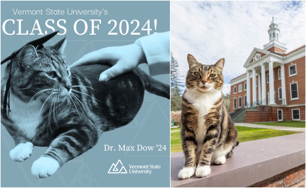 FOTO | Universiteti i Vermontit i ka dhënë një doktoratë nderi maces Max