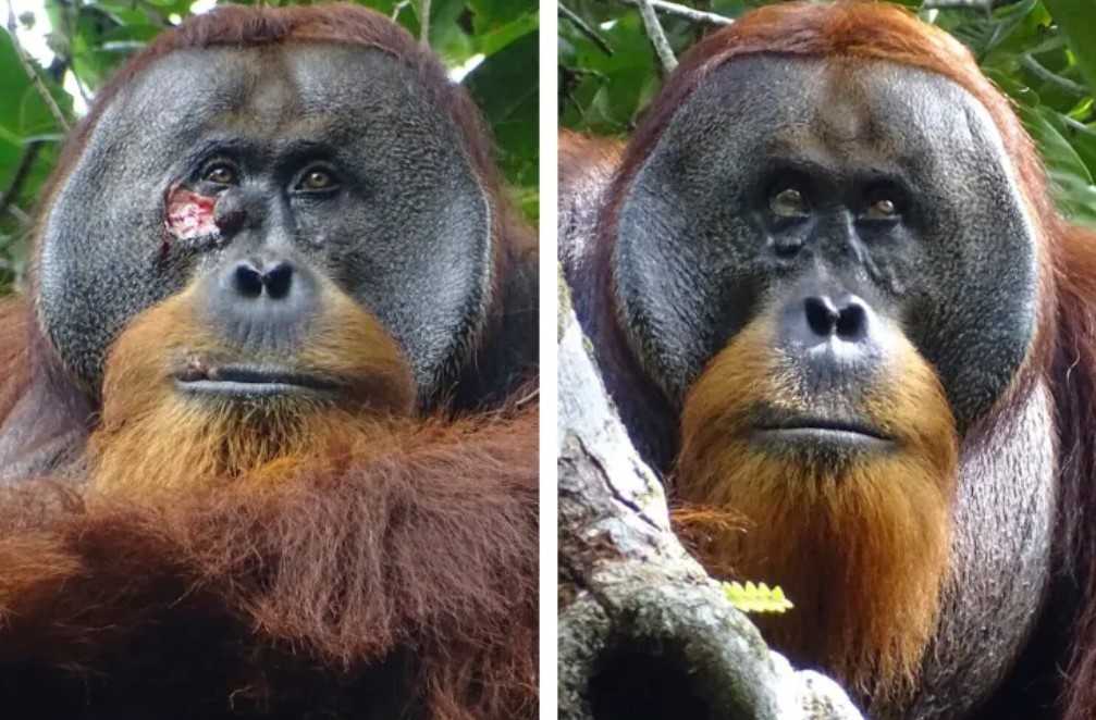 Rasti i parë i dokumentuar: Orangutani i ndotur duke shëruar një plagë me barishte