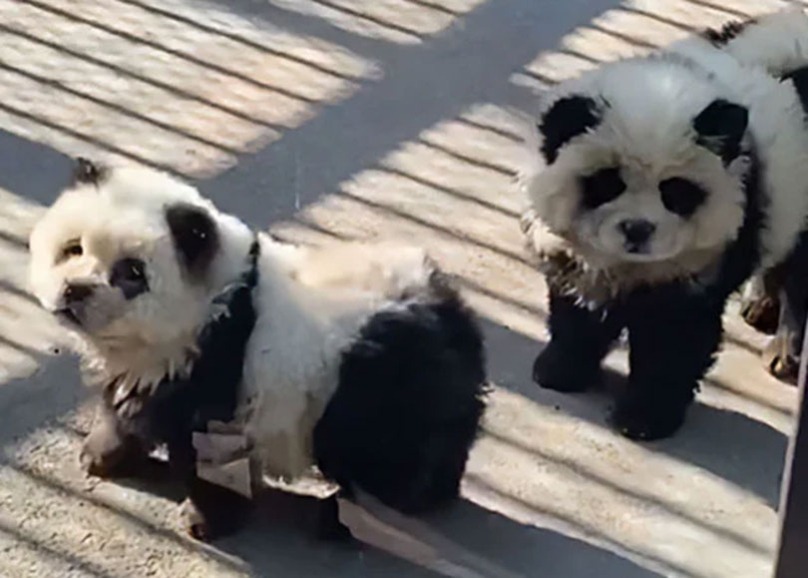 Mashtrimi në kopshtin zoologjik: Ata pikturuan qen dhe i paraqitën si panda