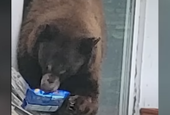 VIDEO: Një ari hyri në një shtëpi dhe u largua me biskota