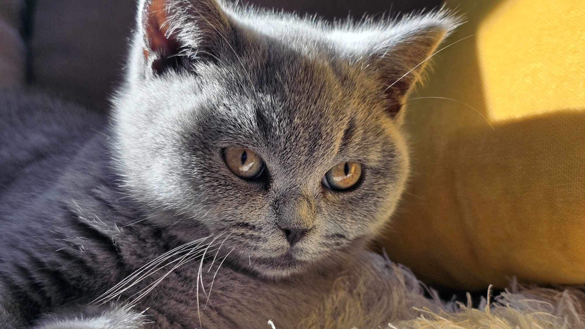 pse-femijet-duhet-te-kene-kafshe-shtepiake