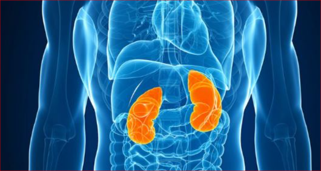 2   e popullsisë vuan nga sëmundja e veshkave