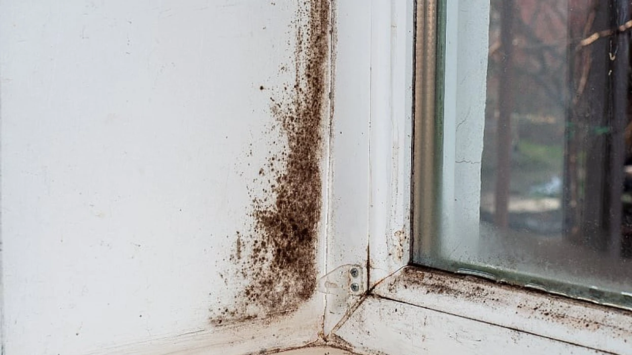 Keni myk në shtëpi  Pastrojeni atë me dy mjete të thjeshta