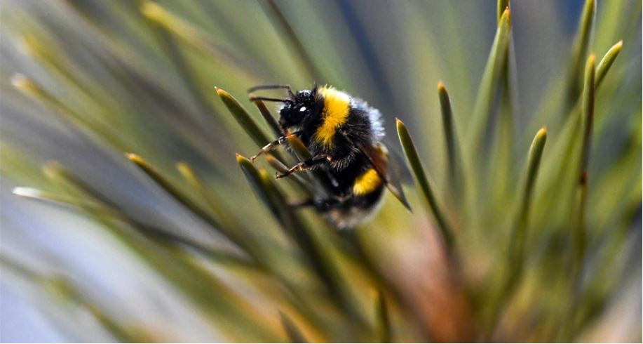 Bletët mësojnë të lexojnë  kodin e dritës  në studimin e inteligjencës së insekteve