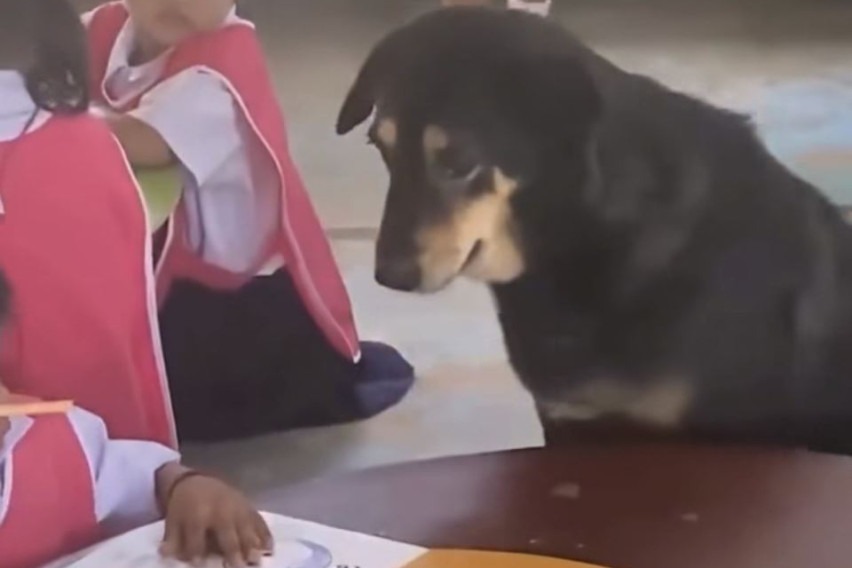 Një qen që vuante nga depresioni filloi të  punonte  në një çerdhe  Ajo humbi këlyshët e saj  pastaj gjeti  fëmijë  të rinj