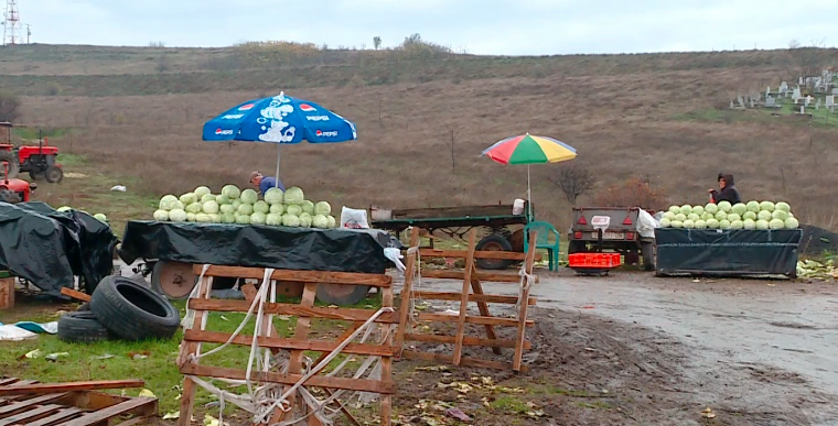 Çmimi për një kilogram lakër me pakicë këtë vit shkon nga 25 deri në 30 denarë
