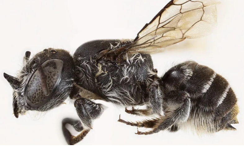 zbulohet-bleta-e-re-lucifer-me-brire-si-djalli