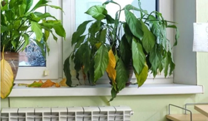 Pse vyshken bimët kur e ndezim ngrohjen  Problemi nuk është tek nxehtësia