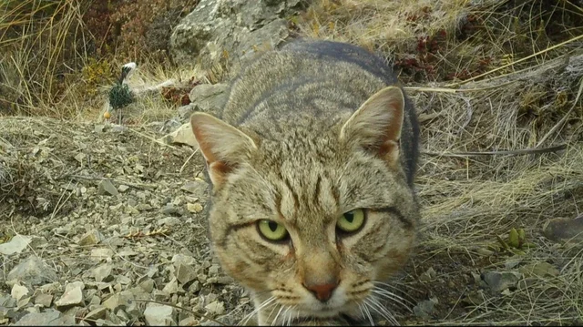 Zelanda e Re do të eliminojë të gjitha macet e egra deri në vitin 2050  pasi i konsideron si kërcënim për biodiversitetin