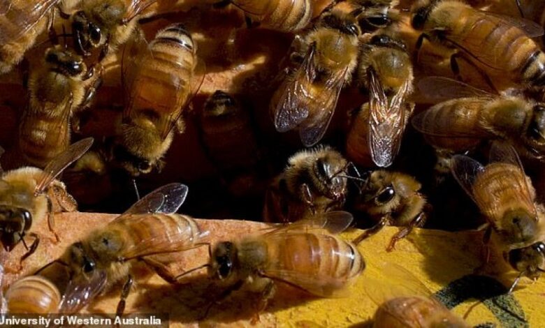 Helmi i bletës mund të shërojë kancerin e gjirit