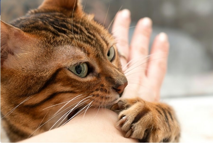 studimi-i-ri-ndryshon-historine-e-zbutjes-se-maceve-zbulohet-koha-e-mberritjes-ne-evrope