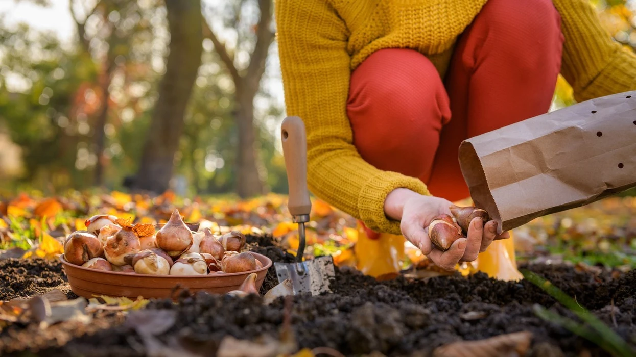 Mbilleni tani këtë lule të mrekullueshme   në pranverë kopshti juaj do të rrezatojë ngjyra e jetë 