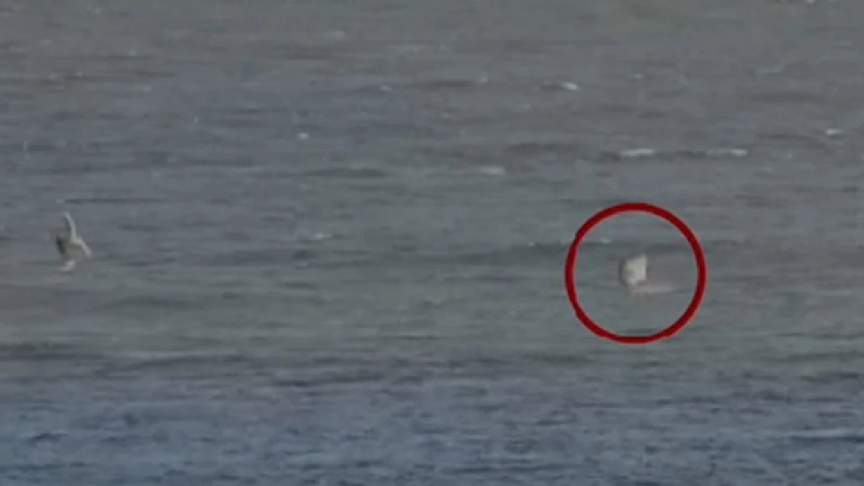 Surfisti australian sulmohet nga peshkaqeni  shpëton mrekullisht   kamera regjistroi gjithçka