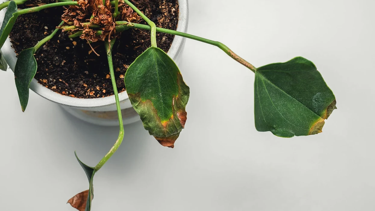 Gjethet po thahen dhe bien  Ja si ta shpëtoni bimën para se të jetë vonë