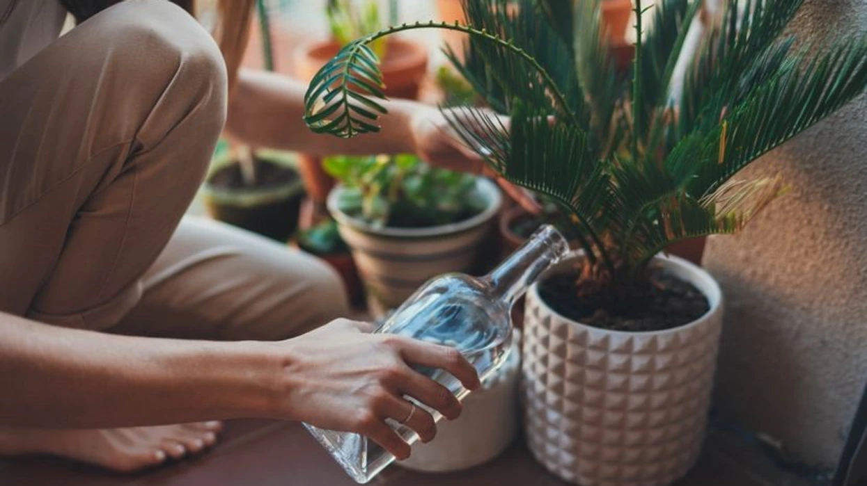 Çfarë ndodh nëse i ujitni bimët me qumësht apo ujë me sheqer  Truku viral që po qarkullon në rrjete   ja e vërteta 