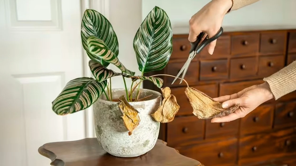 bimet-e-dhomes-fillojne-te-thahen-sapo-ta-ndizni-ngrohjen-ja-cfare-po-beni-gabim