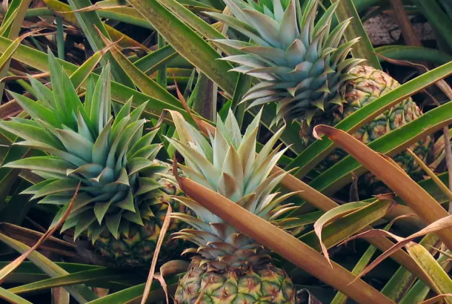 Sa i dobishëm është ananasi për shëndetin 