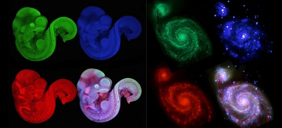 NASA dhe Nikon krahasojnë universin me jetën mikroskopike