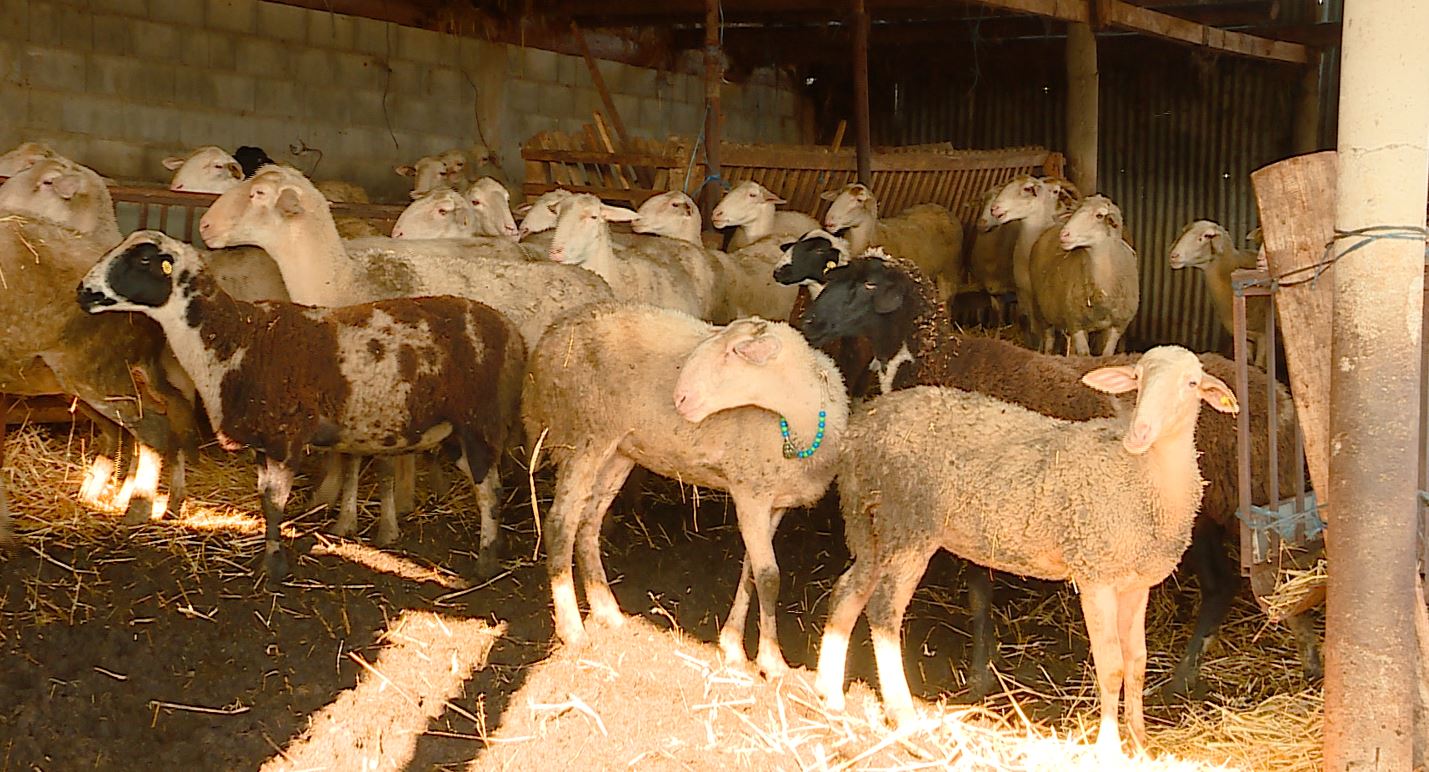 Ia vodhën 82 dele  dëm deri 27 mijë euro   Blegtori nga Grushina tregon ngjarjen  kërkon veprim nga MPB