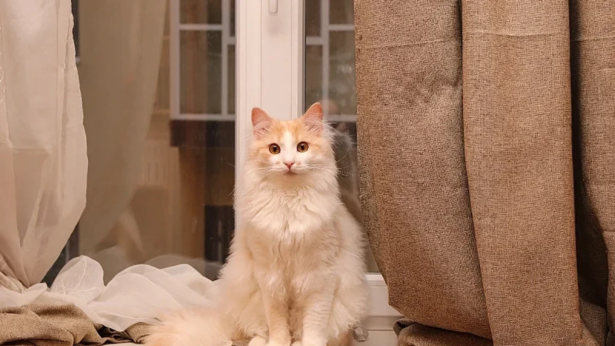 Sa kohë mund ta lini një mace vetëm në shtëpi 