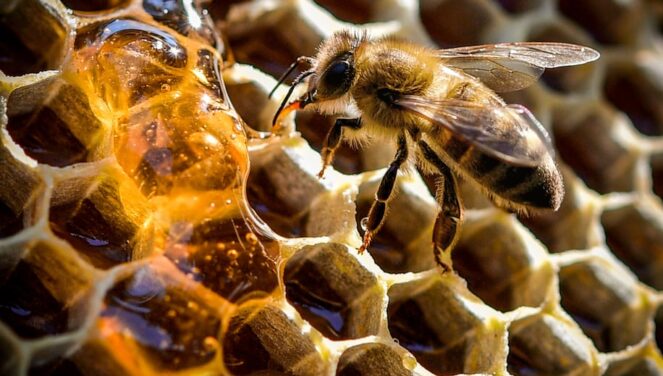 Disa të vërteta mbi mjaltin që me siguri nuk i dini 