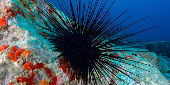 Speciet e iriqit të detit në prag të zhdukjes për shkak të pandemisë detare