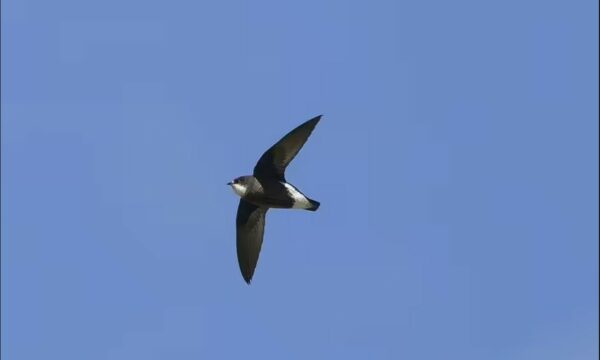 Zog i rrallë dhe i mrekullueshëm shfaqet sërish në Britani për herë të parë pas 34 vitesh