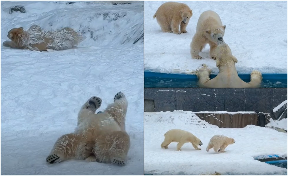 Vala e të ftohtit sjell gëzim  Arinjtë polarë përjetojnë borë të vërtetë për herë të parë në Hungari