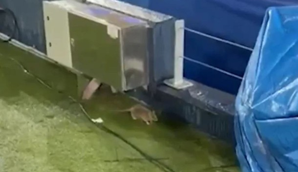 Virale  Minjtë hedhin valle në stadiumin  Kamp Nou 