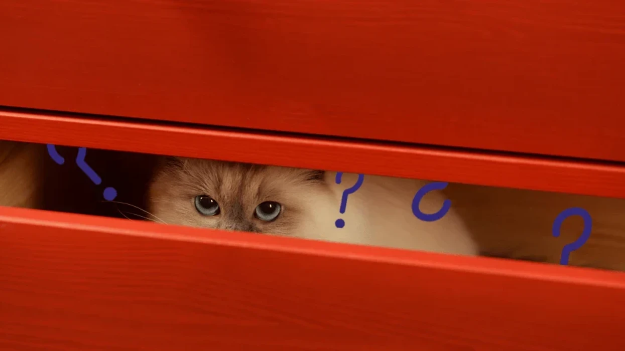 macja-juaj-ben-keto-gjera-cdo-dite-ja-pse-nuk-jane-aspak-te-rastesishme