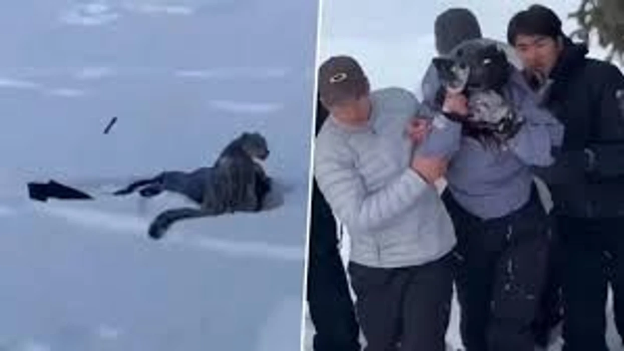 Deshi të bëjë selfie me kafshën e egër  turistja sulmohet nga leopardi në Kinë   pëson lëndime të rënda