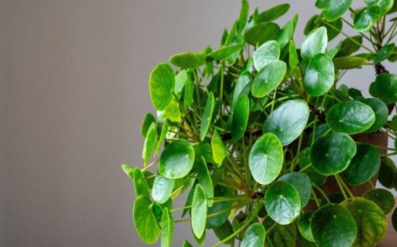 Një bimë që sjell para  shumëzohet dhe kërkon kujdes minimal  Ujitet një herë në javë dhe të gjithë e adhurojnë