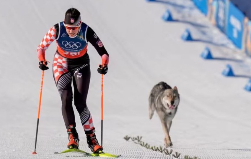 Gjysmëfinalja e Kros Kantrit në ski  në garë është edhe një qen