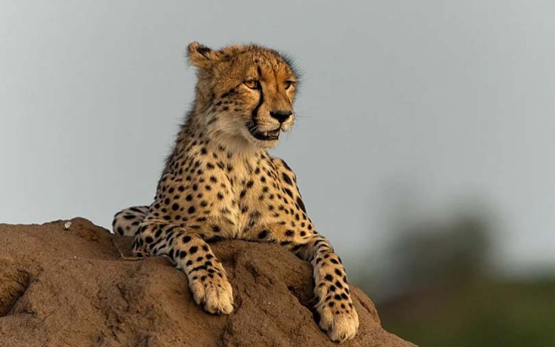 Shkencëtarët izoluan ADN në nga mbetjet e mumifikuara të gepardit dhe bënë një zbulim të habitshëm
