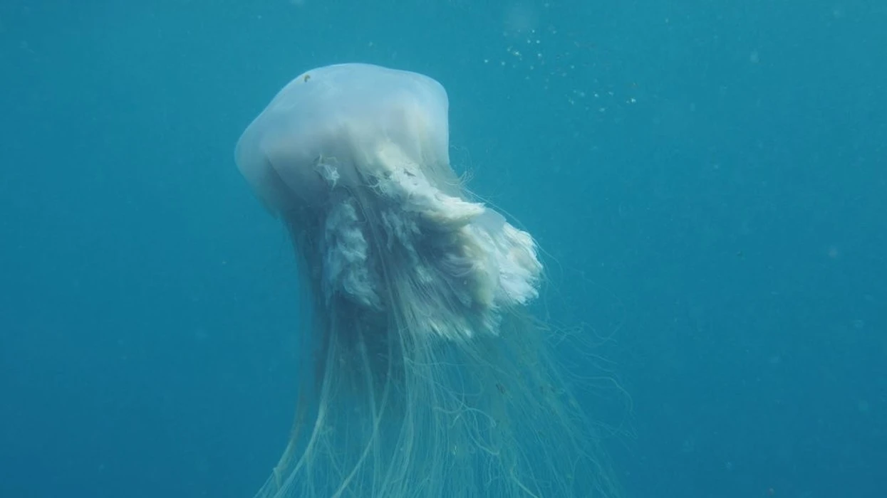 Pamje të rralla shkencore    xixëllonja fantazmë  shfaqet pranë bregut të Argjentinës